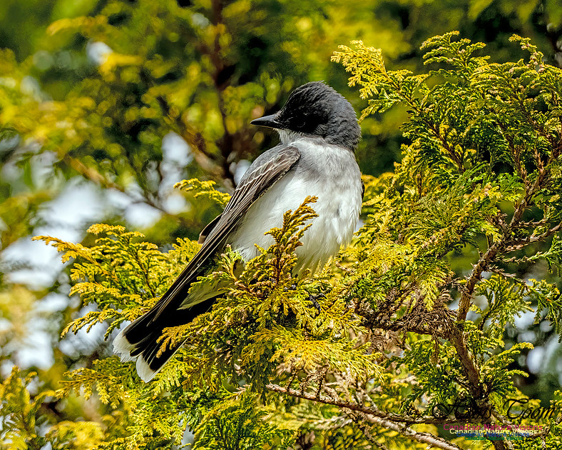 Eastern Kingbird 104