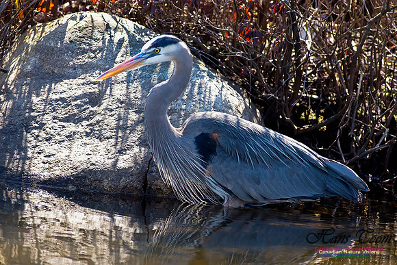 Great Blue Heron