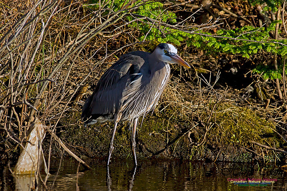 Great Blue Heron