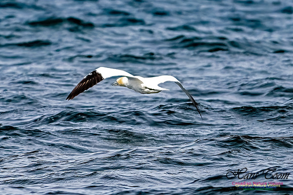 St. Vincent Whales and Gannets 117