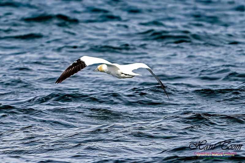 St. Vincent Whales and Gannets 117