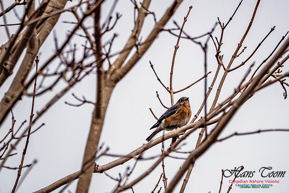 Eastern Bluebird 812