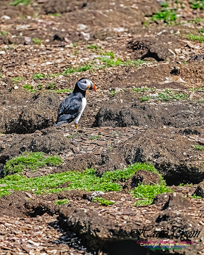 Elliston and Atlantic Puffins 130