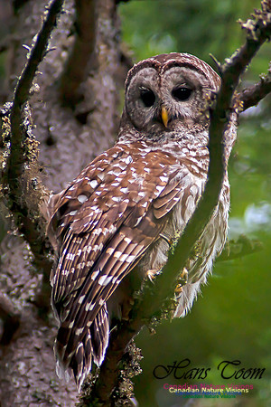 Barred Owl