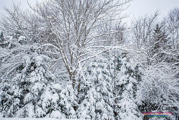 December Snow Scenes in Nova Scotia 111