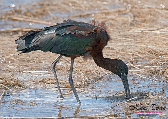 Glossy Ibis 13