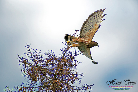 Broad-winged Hawk