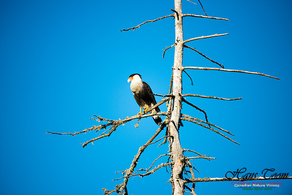 Crested Caracara