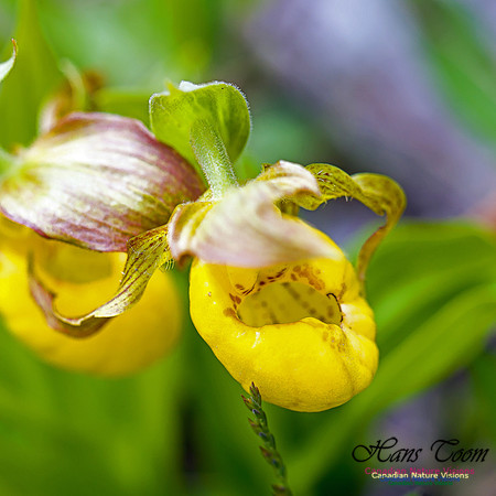 Yellow Ladies's Slipper Orchid 1