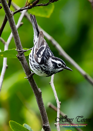 Black-and-White Warbler 100