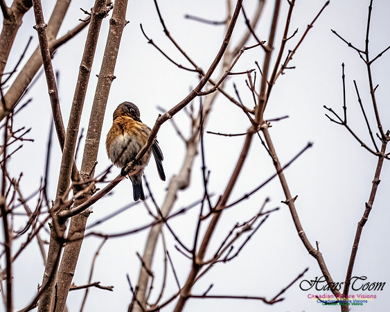 Eastern Bluebird 805