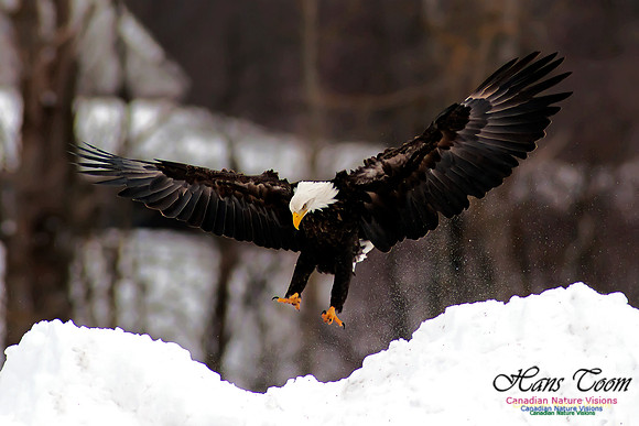 Bald Eagle