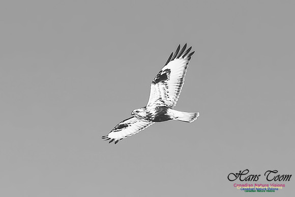 Rough-legged Hawk
