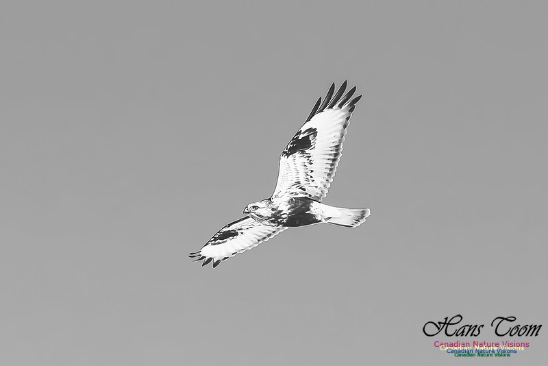 Rough-legged Hawk
