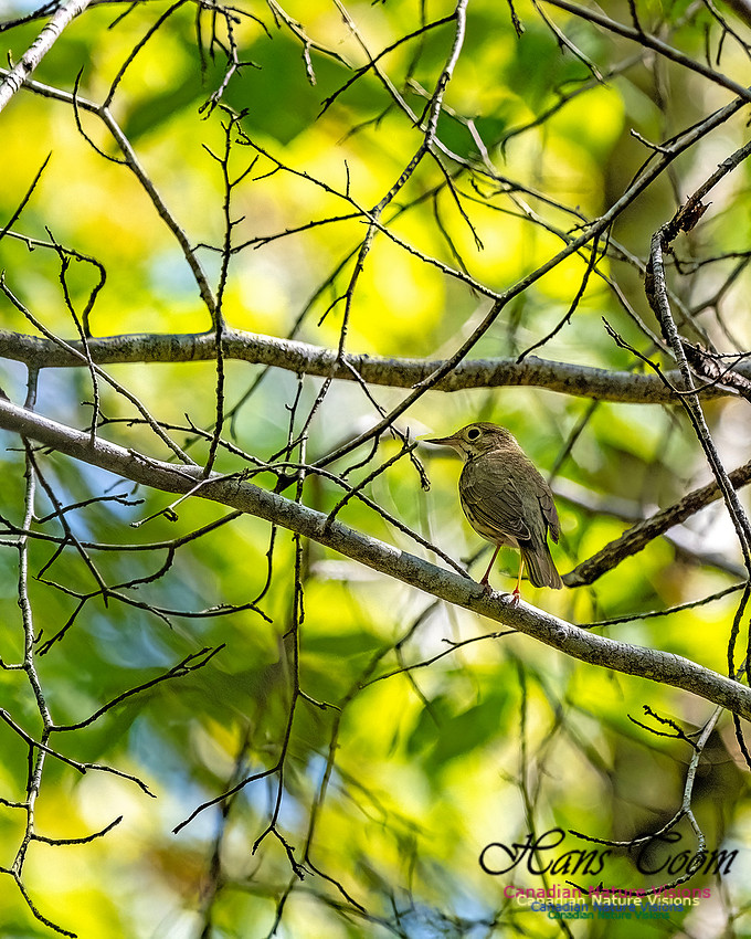 Ovenbird 800