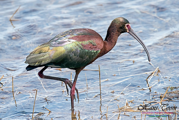 White-faced Ibis