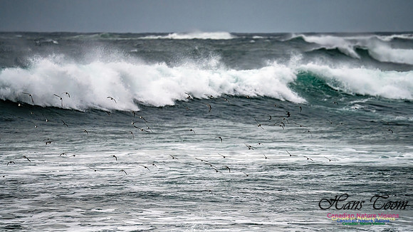 Shorebirds of Hurricane Erin 123