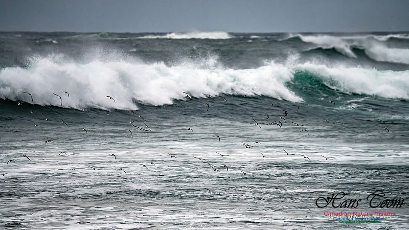 Shorebirds of Hurricane Erin 123