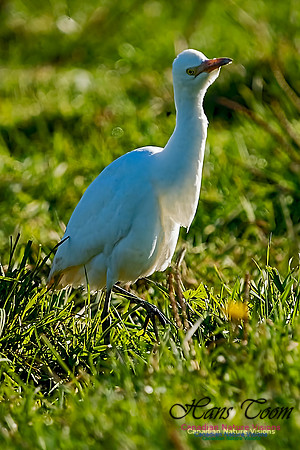 Cattle Egret 105