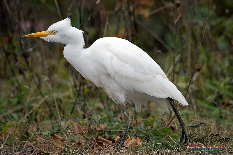 Cattle Egret