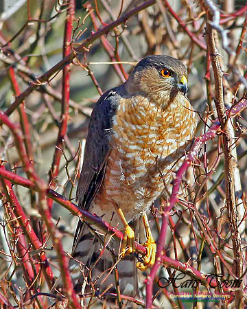 Sharp-shinned Hawk 3