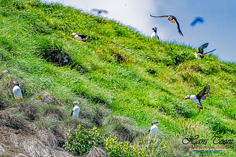 Great Island Puffins 101