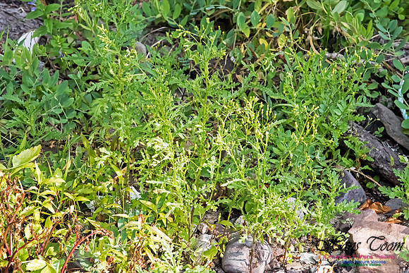 Senecio Vulgaris or S, jacobaea or Ambrosia artemisiifolia or Clamy Groundsel(Seneca Viscosus)