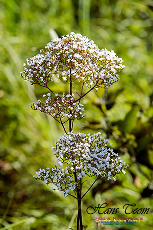 Horseradish