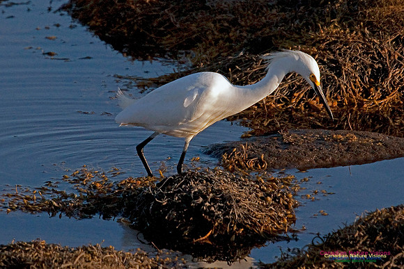 Snowy Egret