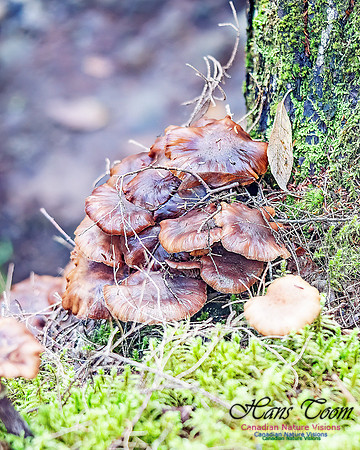 Fungus Walk In the Woodland 118