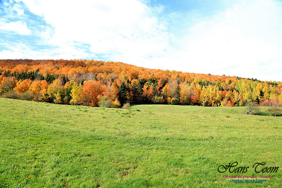 Maple Forest Fall Colours 2016