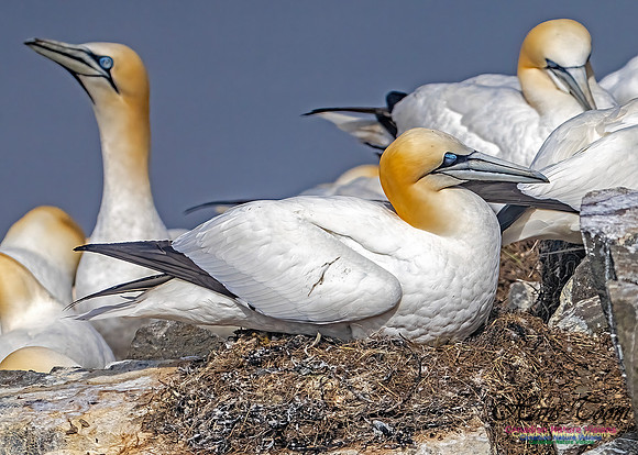 Cape St. Mary's 116