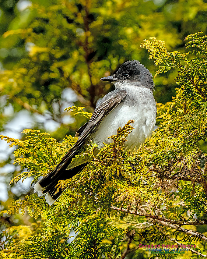 Eastern Kingbird 107