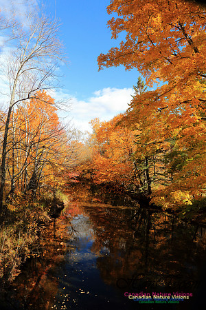 Maple Forest Fall Colours