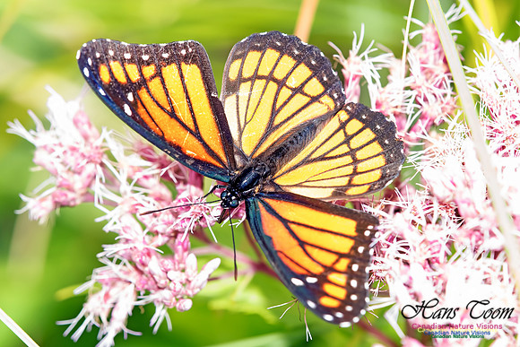 Viceroy Butterfly