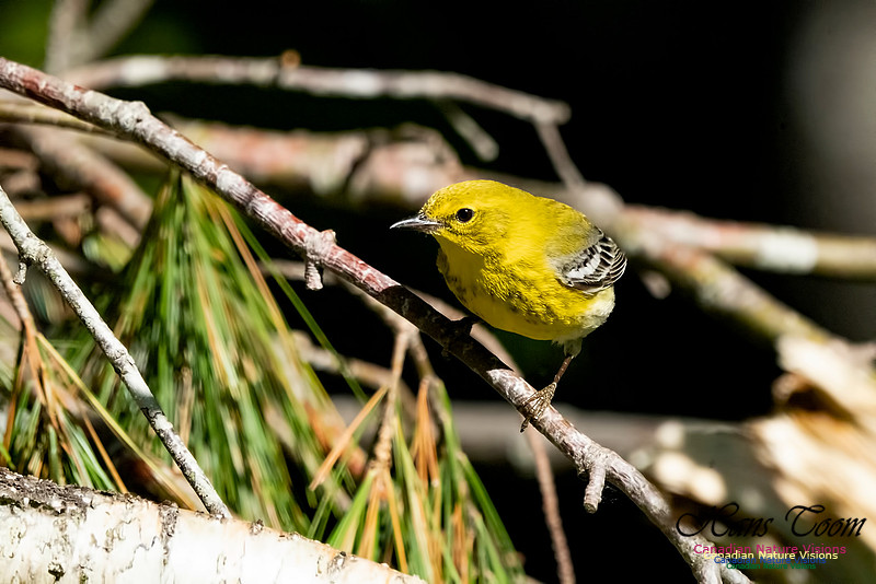 Pine Warbler 400