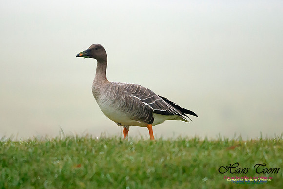 Bean Goose