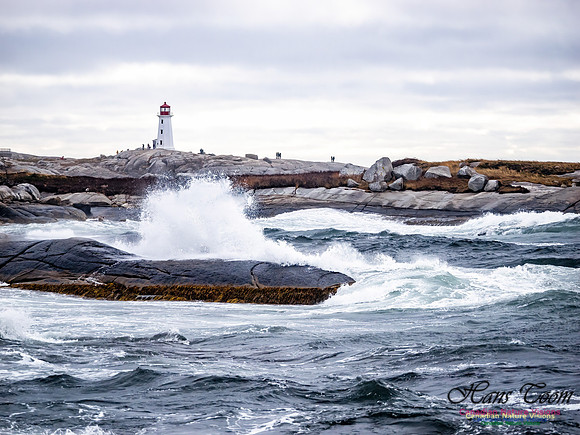 November Gale 1 100
