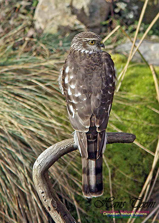 Sharp-shinned Hawk 10