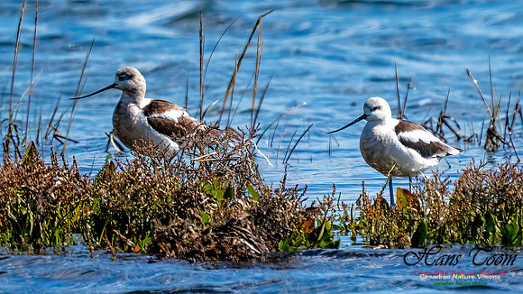 American Avocet 307