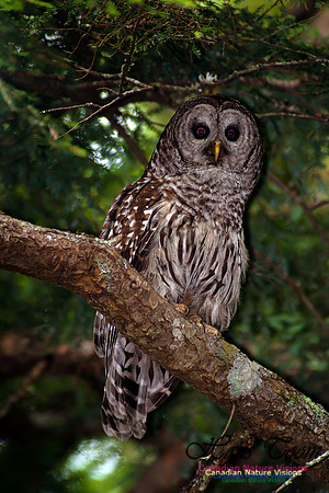 Barred Owl