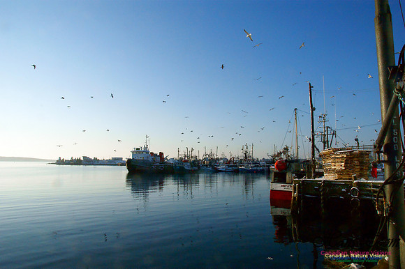 Feeding Time at Sambro Harbour