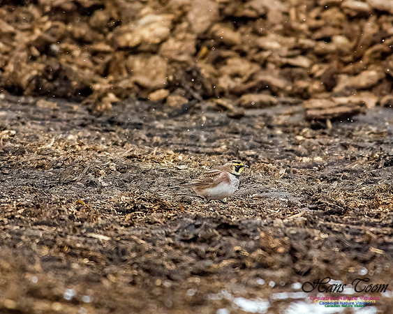 Horned Lark 600