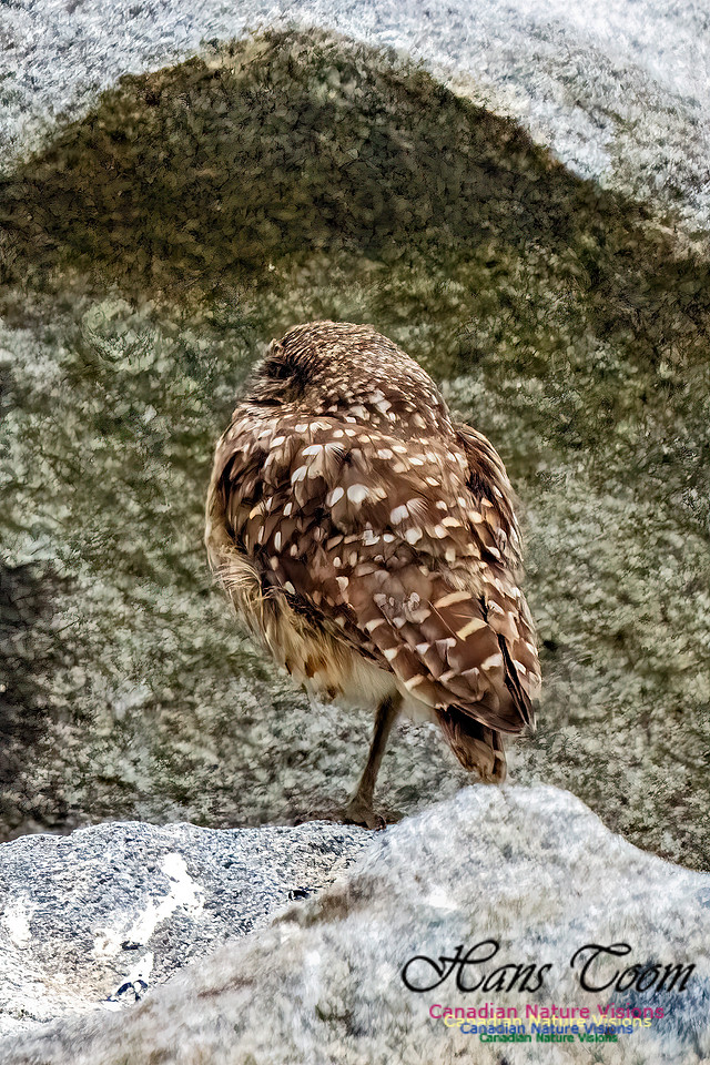 Burrowing Owl 119