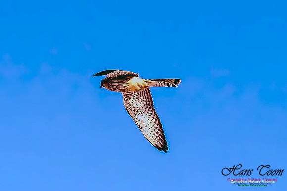 Eurasian Kestrel