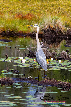 Great Blue Heron 203
