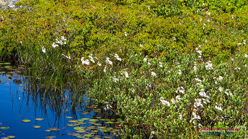 Cotton Grass 101