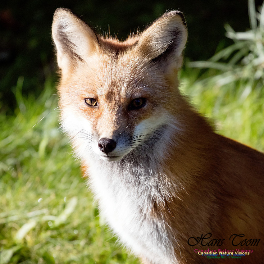 Red Fox