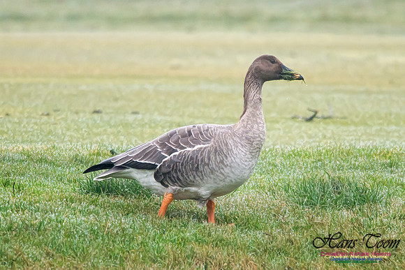 Bean Goose
