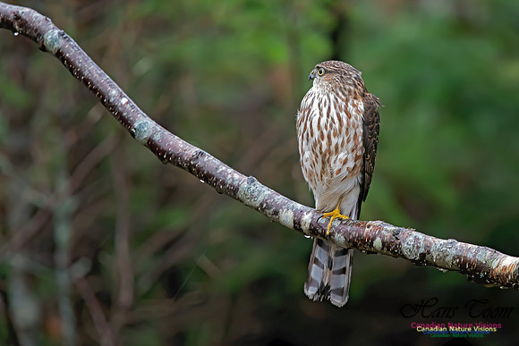 Sharp-shinned Hawk 13